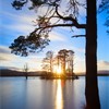 Scot's pine tree (Pinus sylvestris) and lake at sunset